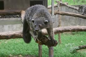 palawan binturong bearcat